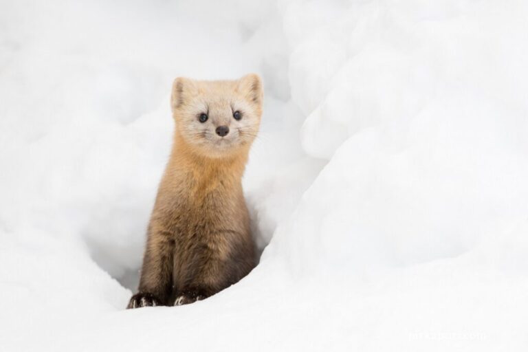 Sable Behavior What kind of animal is the sable used in knit? - KNIT MAGAZINE ...